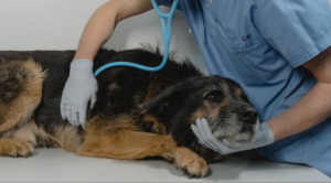 Dog preventative Checkup