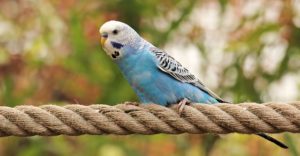 Blue bird on rope, exotic pets,